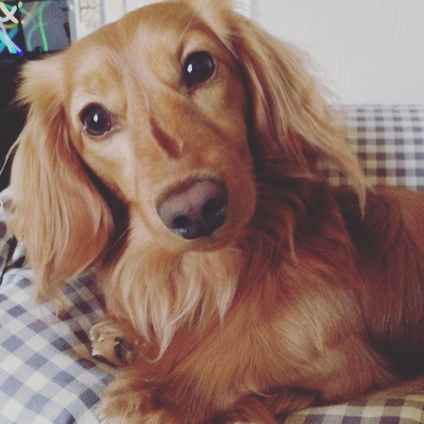 Alfie at Vapesmarter Four Paws Gift Card-Vapesmarter.org